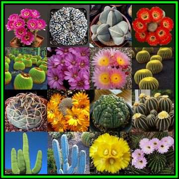 Cactus Mixed Species - 5000 Bulk Seed Pack - Exotic Cactus Succulent -Combined Global Shipping- NEW