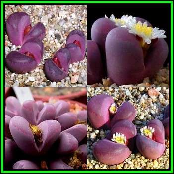 Lithops optica var rubra Seeds - Stoneplants Rare Indigenous Succulent Mesemb - NEW