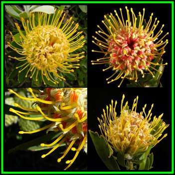 Leucospermum cuneiforme - 6 Seed Pack - Indigenous Endemic Cut Flower Fynbos Protea Shrub, New