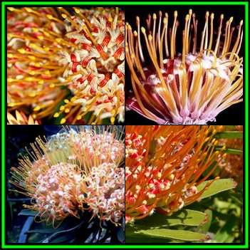 Leucospermum erubescens - 10 Seed Pack - Indigenous Endemic Cut Flower Fynbos Protea Shrub New