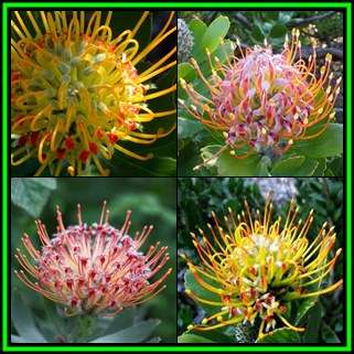 Leucospermum praecox Seeds - Indigenous Endemic Cut Flower Fynbos Protea Shrub New