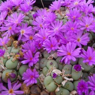 10 Conophytum minutum Seeds - Indigenous South African Succulent Seeds to Buy in SA