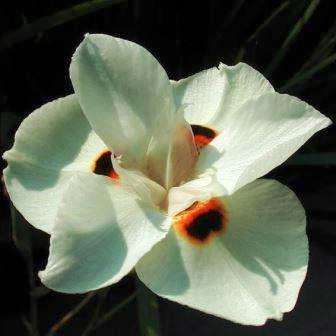 Dietes bicolor Seeds - Indigenous Perennial Bulb Seeds - Flat Ship Rate