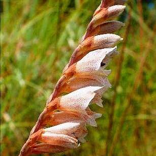 10 Gladiolus crassifolius Seeds - Indigenous South African Native Bulb Perennial