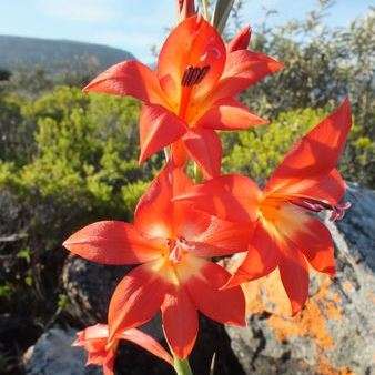 Gladiolus priorii Seeds - Sow Autumn - Indigenous South African Bulb Seeds for Sale in South Africa