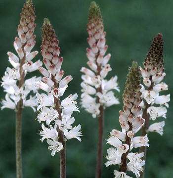 Lachenalia contaminata Seeds - Indigenous South African Native Perennial Bulb Seeds from Africa
