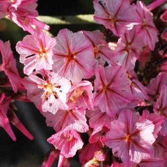 Limonium perigrinum Seeds - Beautiful Indigenous Flowering Shrub Seeds