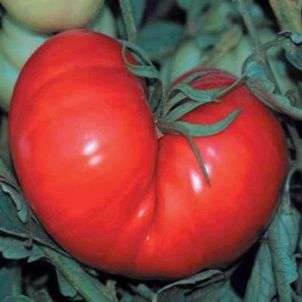 12 Tomato Super Beefsteak Seeds - Lycopersicon esculentum Heirloom Seeds - Vegetable Seeds