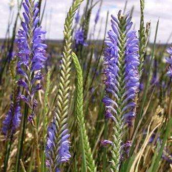 Micranthus junceus Seeds - Indigenous South African Bulb Seeds - Free Seeds with All Orders