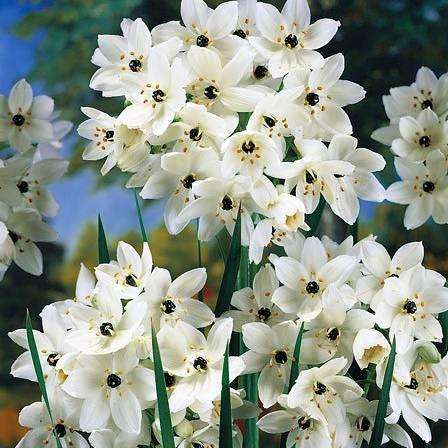10 Ornithogalum saundersiae Seeds - Indigenous Bulbs Seeds - Giant Chincherinchee; Star of Bethlehem
