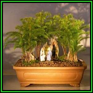 Araucaria heterophylla - Norfolk Island Pine Seeds - Evergreen Exotic Bonsai - NEW