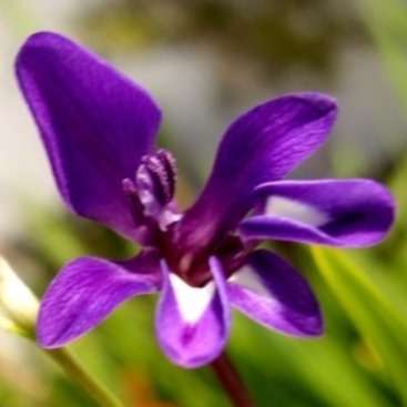 Sparaxis metelerkampiae Seeds - Indigenous South African Bulbs Seeds For Sale in South Africa