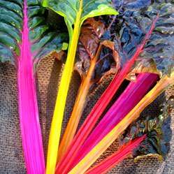 Bright Lights Swiss Chard - Spinach - Vegetable Seeds - Beta vulgaris var. cicla Seeds