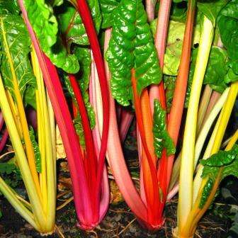 15 Bright Lights Swiss Chard - Spinach - Vegetable Seeds ~ Beta vulgaris var. cicla Seeds