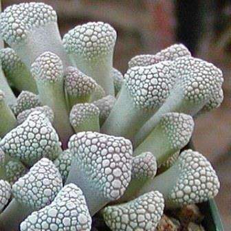 Titanopsis schwantesii Seeds - Indigenous South African Succulent Mesemb Seeds