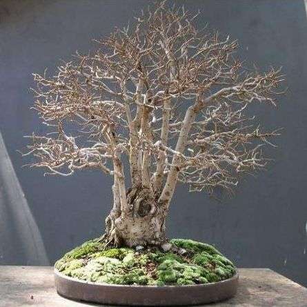 American Elm Tree - Ulmus americana Bonsai Seeds - Perfect Bonsai + FREE Bonsai eBook