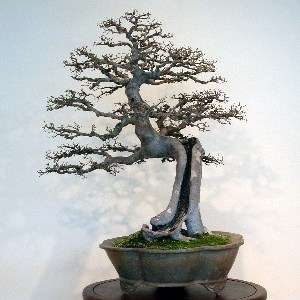 5 Chinese Elm, Lacebark Elm (Ulmus parvifolia) Bonsai Tree Seeds - Exotic Frost