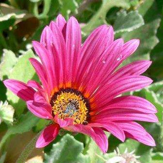 Arctotis acaulis Seeds - HUGE RANGE - Indigenous South African Annual Seeds