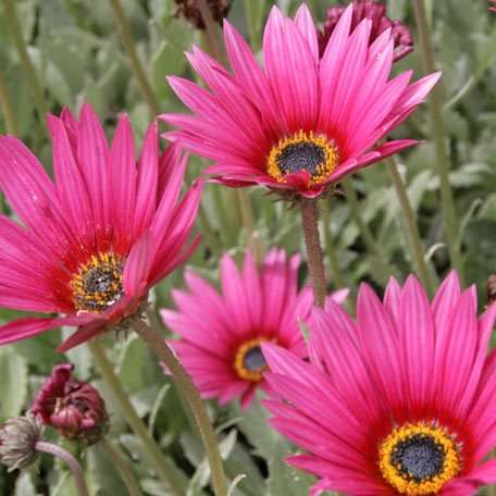 5 Arctotis acaulis Seeds - HUGE RANGE - Indigenous South African Annual Seeds