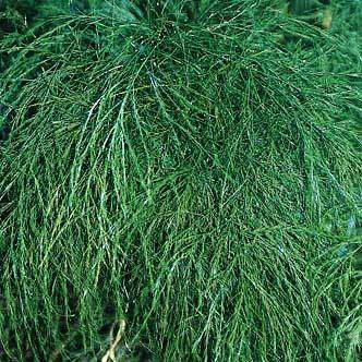 5 Asparagus virgatus Seeds - Indigenous Perennial Shrub - Shade Gardening Plants from South Africa