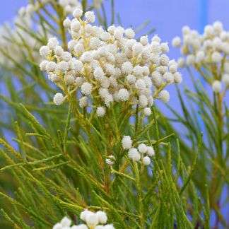 20 Berzelia lanuginosa Seeds - Vleiknopbos - Indigenous Evergreen Shrub - ENORMOUS RANGE