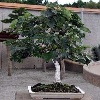 Japanese White Birch Bonsai, Betula platyphylla japonica Seeds, Exotic Frost Hardy FLAT SHIP RATE