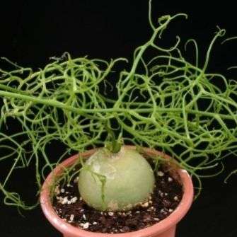 Bowiea volubilis - 5 Seed Pack - Indigenous South African Succulent Bulb - Flat Ship Rate