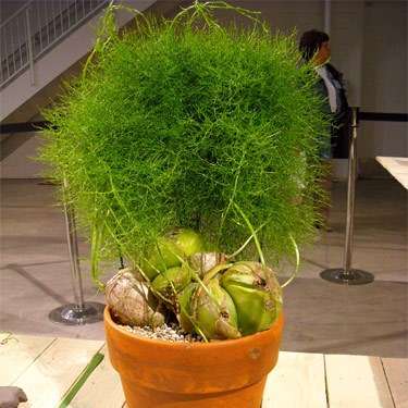 Bowiea volubilis - 5 Seed Pack - Indigenous South African Climbing Vine Bulb - Flat Ship Rate