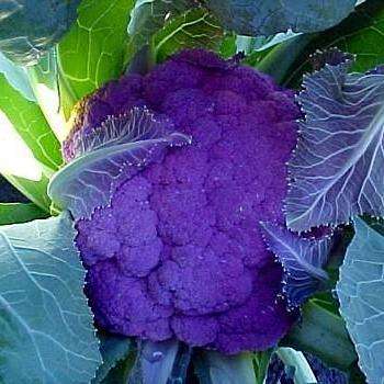 20 Italian Purple Cauliflower Seeds - Brassica oleracea - Vegetable Seeds