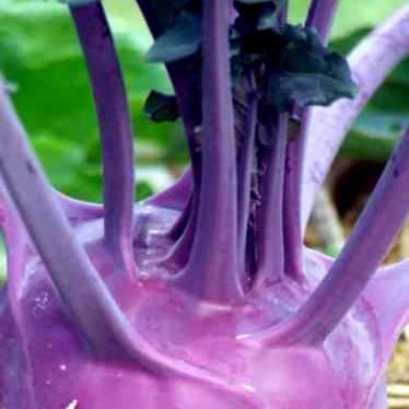100 Kohlrabi Purple Vienna Vegetable Seeds ~ Brassica oleracea Seeds