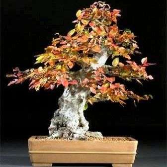 10 Carpinus koreana Seeds - Korean Hornbeam + Free Bonsai eBook + Free Seeds with All Orders
