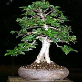 Carpinus koreana Seeds - Korean Hornbeam + Free Bonsai eBook + Free Seeds with All Orders