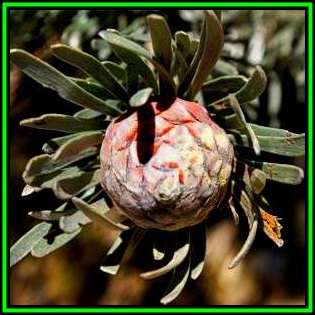 Leucadendron album - 5 Seed Pack - Endemic Shrub Protea Evergreen Cut Flower Fynbos - New