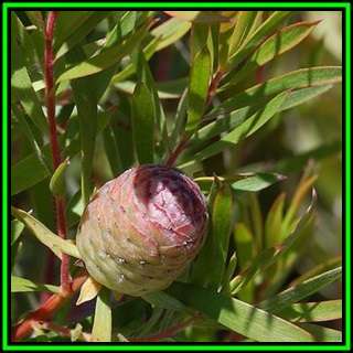 Leucadendron conicum - 20 Seed Pack - Endemic Shrub Protea Evergreen Cut Flower Fynbos - New