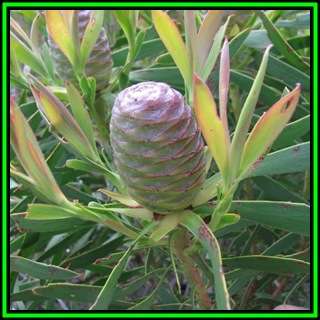 Leucadendron coniferum - 5 Seed Pack - Endemic Shrub Protea Evergreen Cut Flower Fynbos - New