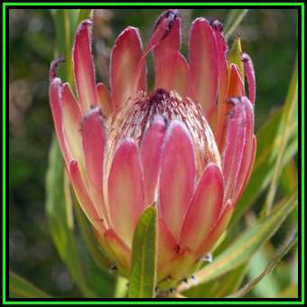 Protea burchellii - 5 Seed Pack - Indigenous Endemic Cut Flower Fynbos Shrub, New