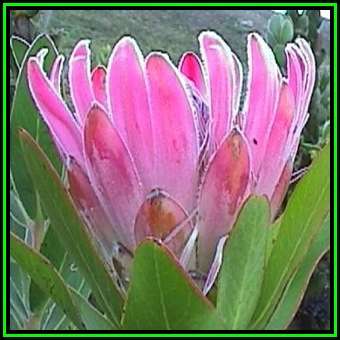Protea compacta - 10 Seed Pack, Bot River Sugarbush - Indigenous Endemic Cut Flower Fynbos Shrub New
