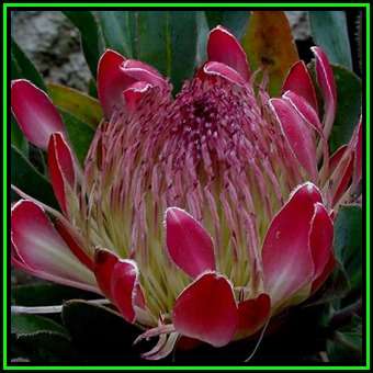 Protea eximia Seeds - Indigenous Endemic Cut Flower Fynbos Shrub, New