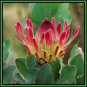 Protea eximia - 10 Seed Pack - Indigenous Endemic Cut Flower Fynbos Shrub, New