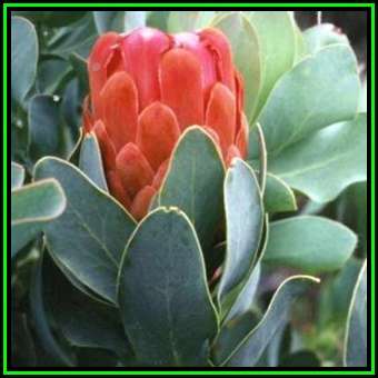 Protea grandiceps - 5 Seed Pack - Indigenous Endemic Cut Flower Fynbos Shrub, New