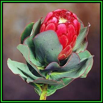 Protea grandiceps - 10 Seed Pack - Indigenous Endemic Cut Flower Fynbos Shrub, New