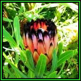 Protea laurifolia Seeds - Indigenous Endemic Cut Flower Fynbos Shrub, New