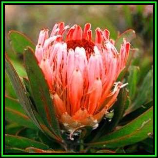 Protea lorifolia - 10 Seed Pack - Indigenous Endemic Cut Flower Fynbos Shrub, New