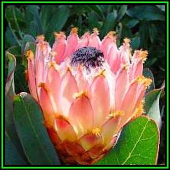 Protea magnifica - 10 Seed Pack - Indigenous Endemic Cut Flower Fynbos Shrub, New