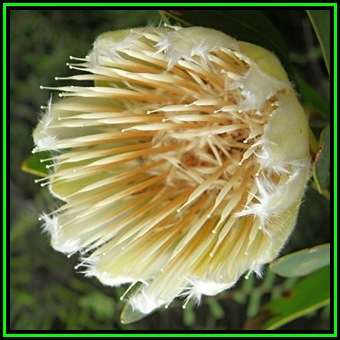 Protea mundii Seeds - Indigenous Endemic Cut Flower Fynbos Shrub, New