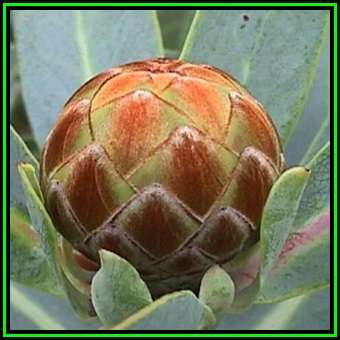 Protea nitida - 10 Seed Pack - Indigenous Endemic Cut Flower Fynbos Shrub Tree, New
