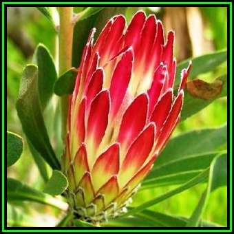 Protea obtusifolia - 10 Seed Pack - Indigenous Endemic Perennnial Cut Flower Fynbos Shrub, New