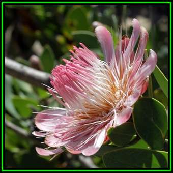 Protea punctata - 5 Seed Pack - Indigenous Endemic Perennial Cut Flower Fynbos Shrub, New
