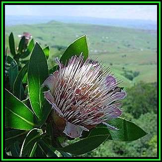 Protea subvestita - 10 Seed Pack - Indigenous Endemic Cut Flower Fynbos Shrub, New