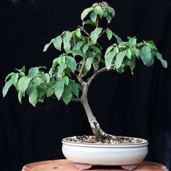 Cornus alba Bonsai Seeds + Free Bonsai eBook - Red Barked Dogwood - Flat Ship Rate
